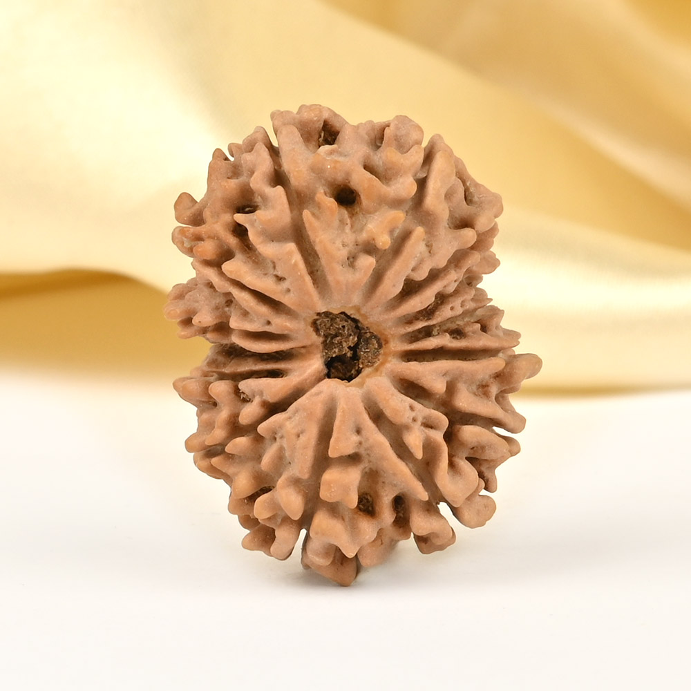 14 Mukhi from Nepal - CCL