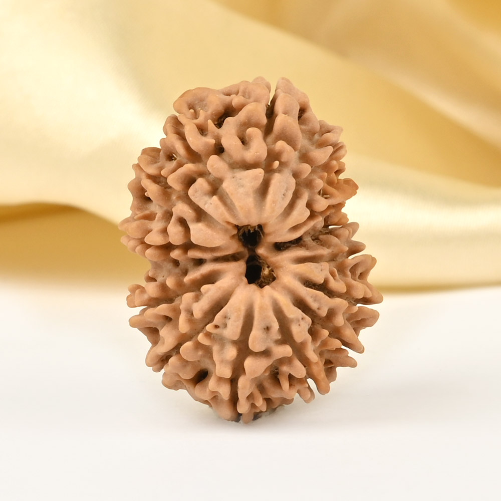 14 Mukhi from Nepal - CCLI