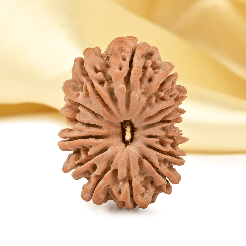 14 Mukhi from Nepal - CCLIV