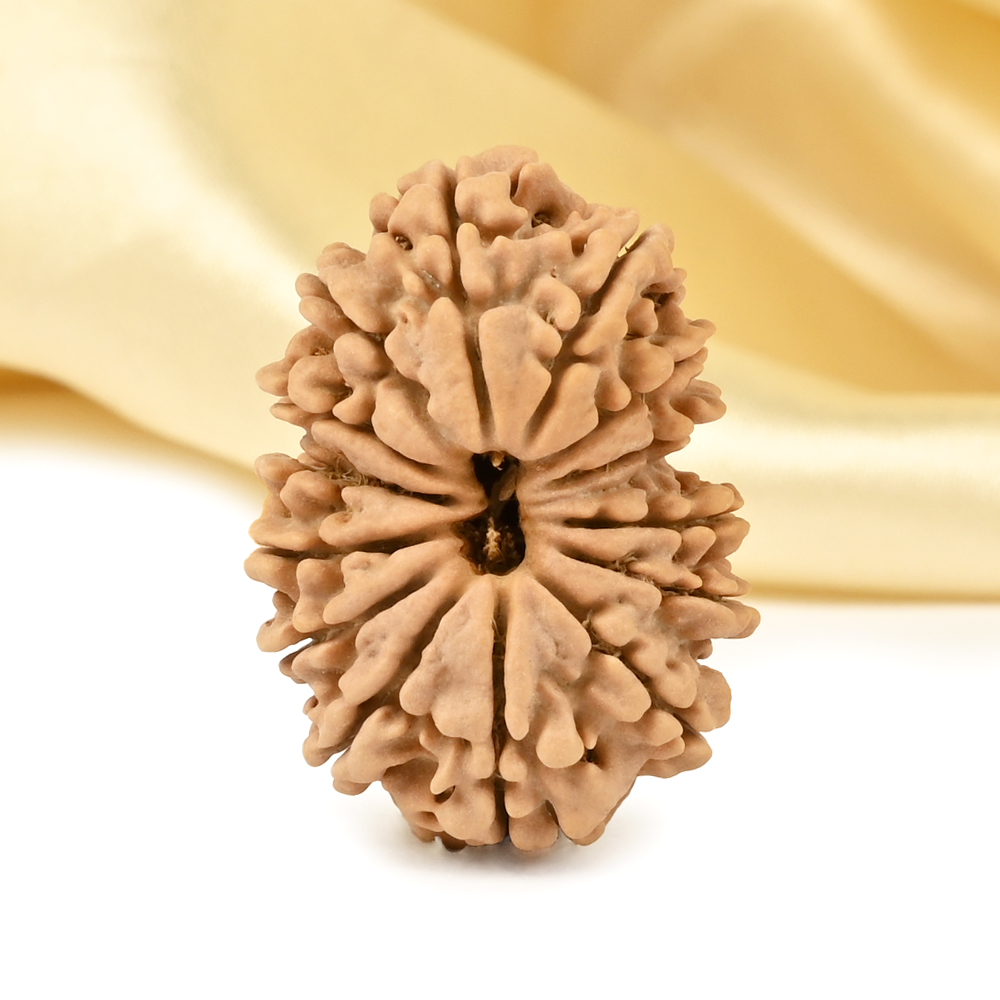 14 Mukhi from Nepal Large - CX