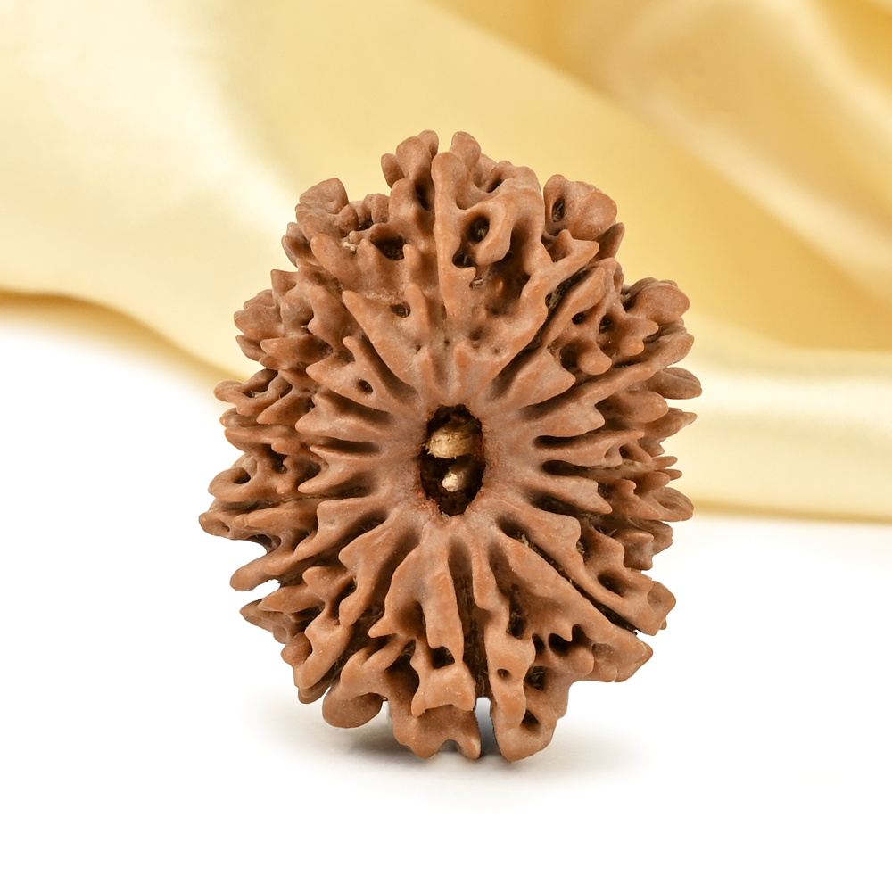 14 Mukhi from Nepal Large - CXII