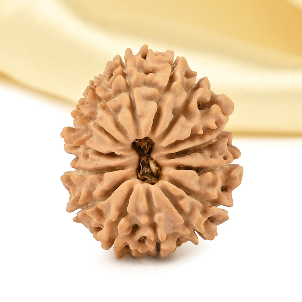 15 Mukhi from Nepal Tiny - VI