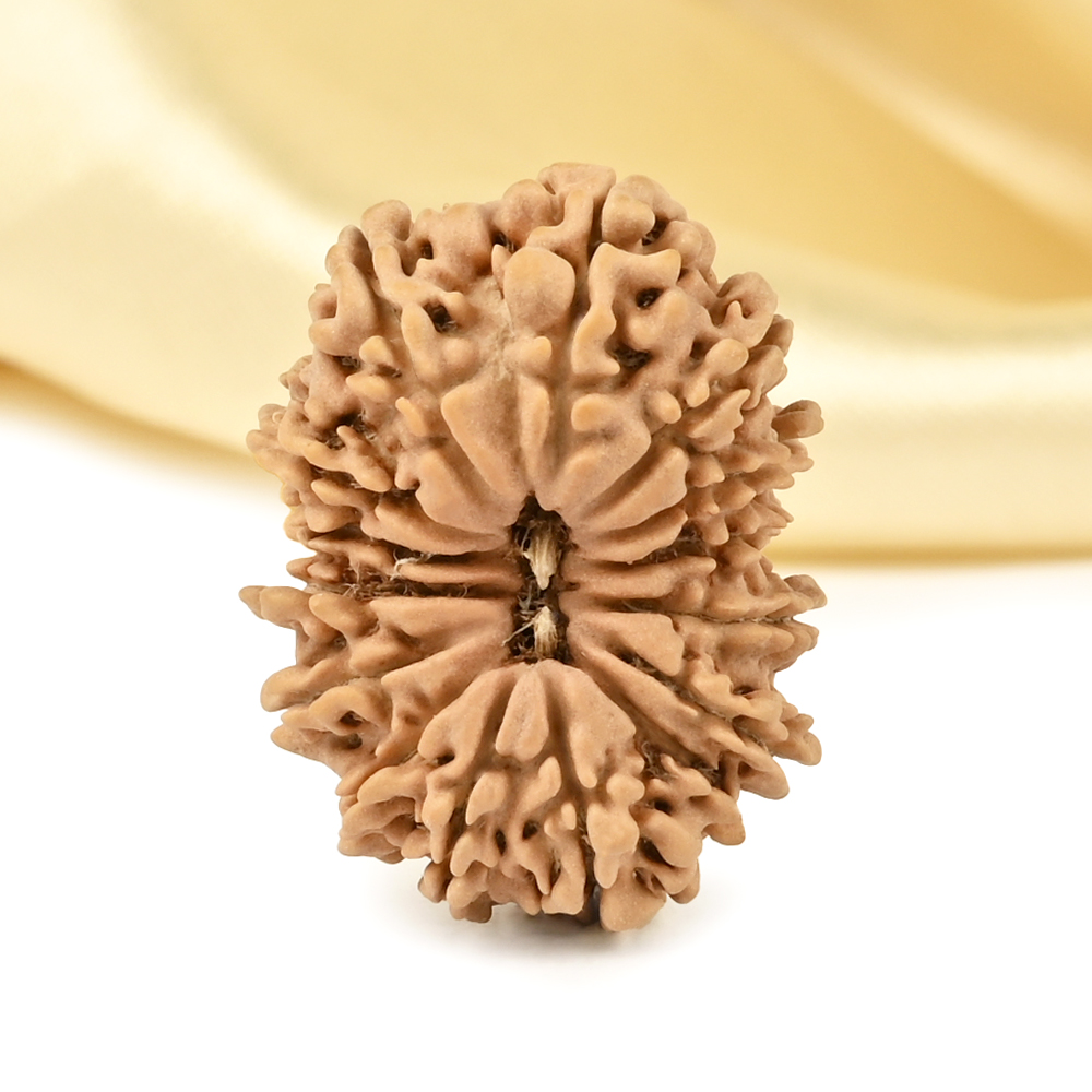 15 Mukhi from Nepal Tiny - VII