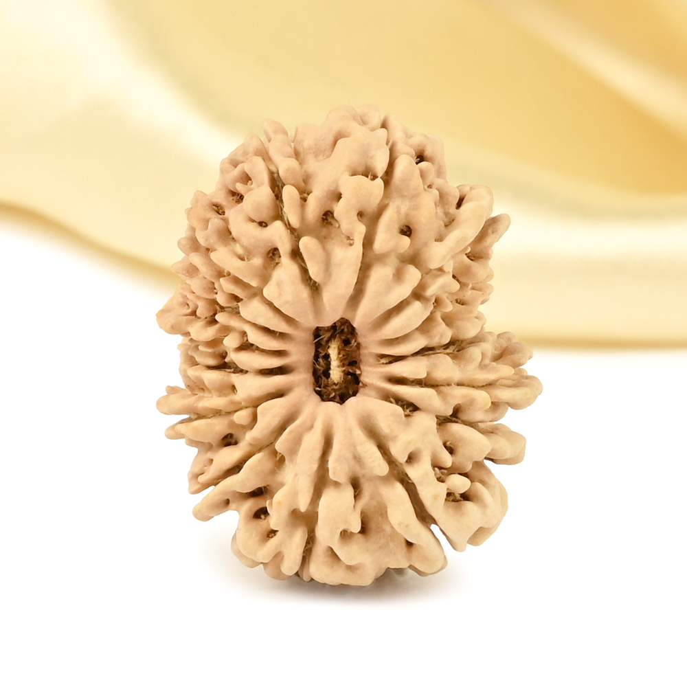 15 Mukhi from Nepal Small - CLXVI
