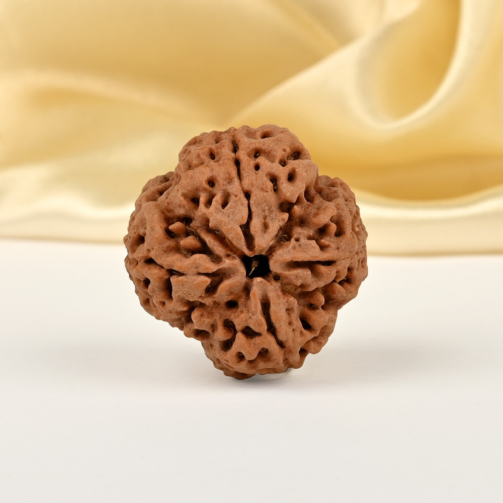 Super Collector 4 Mukhi from Nepal - CCI