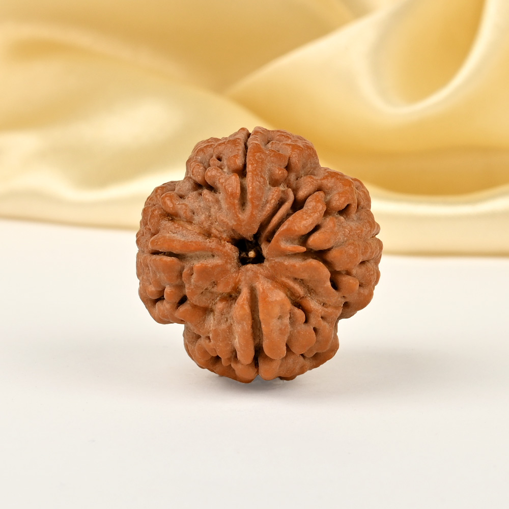 Super Collector 4 Mukhi from Nepal - CCII