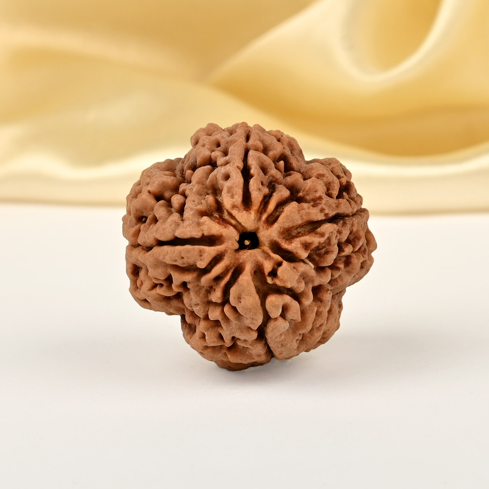 Super Collector 4 Mukhi from Nepal - CCIII