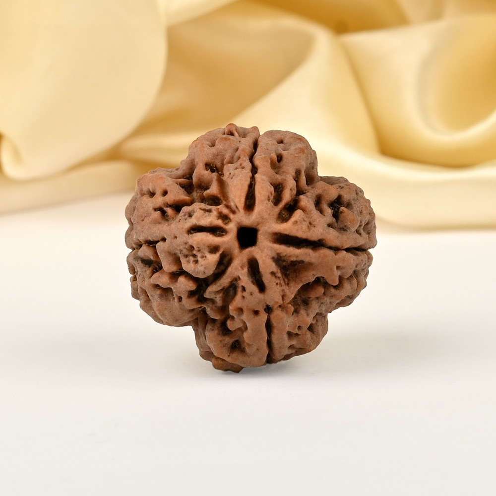 Super Collector 4 Mukhi from Nepal - CCIV