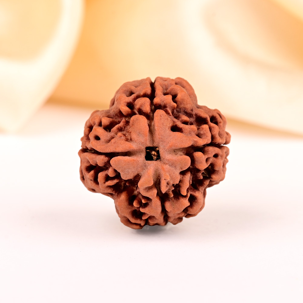 Super Collector 4 Mukhi from Nepal - CCXXIV