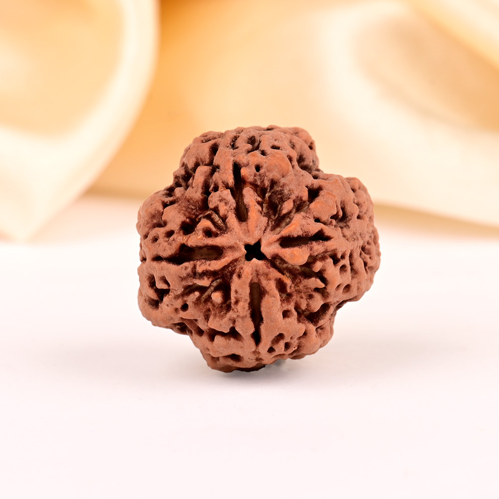 Super Collector 4 Mukhi from Nepal - CCXXV