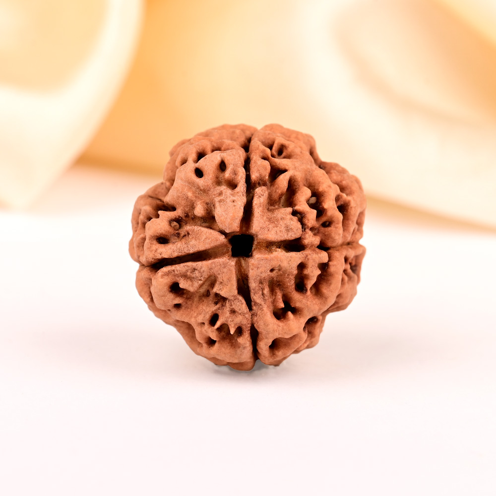 Super Collector 4 Mukhi from Nepal - CCXXIX