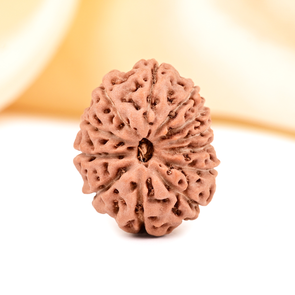 Collector 12 Mukhi from Java - CCXLI