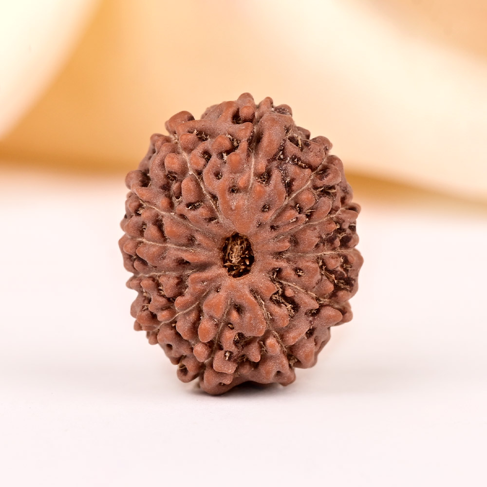 Collector 12 Mukhi from Java - CCXLIV