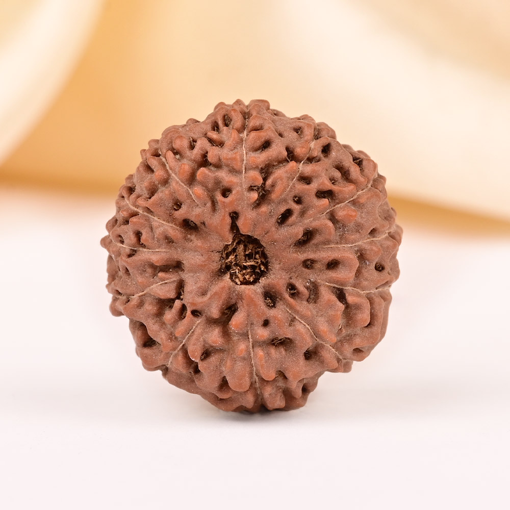 Collector 12 Mukhi from Java - CCXLV