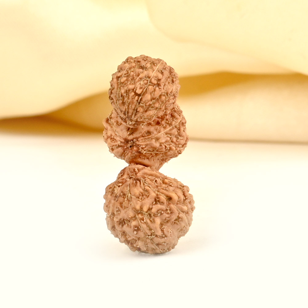 16 mukhi Javanese Trijuti Large - I