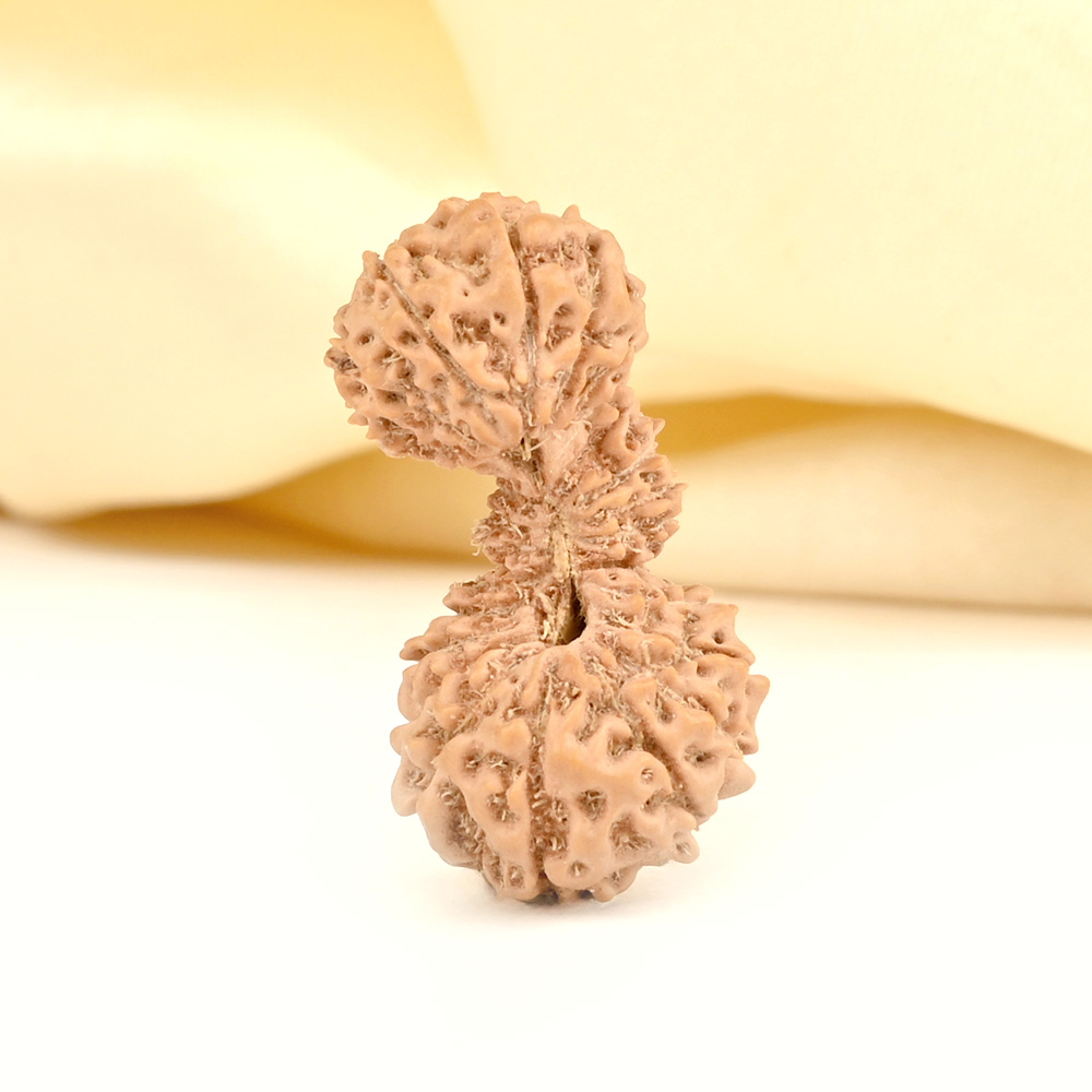 Collector 27 mukhi Javanese Trijuti - I