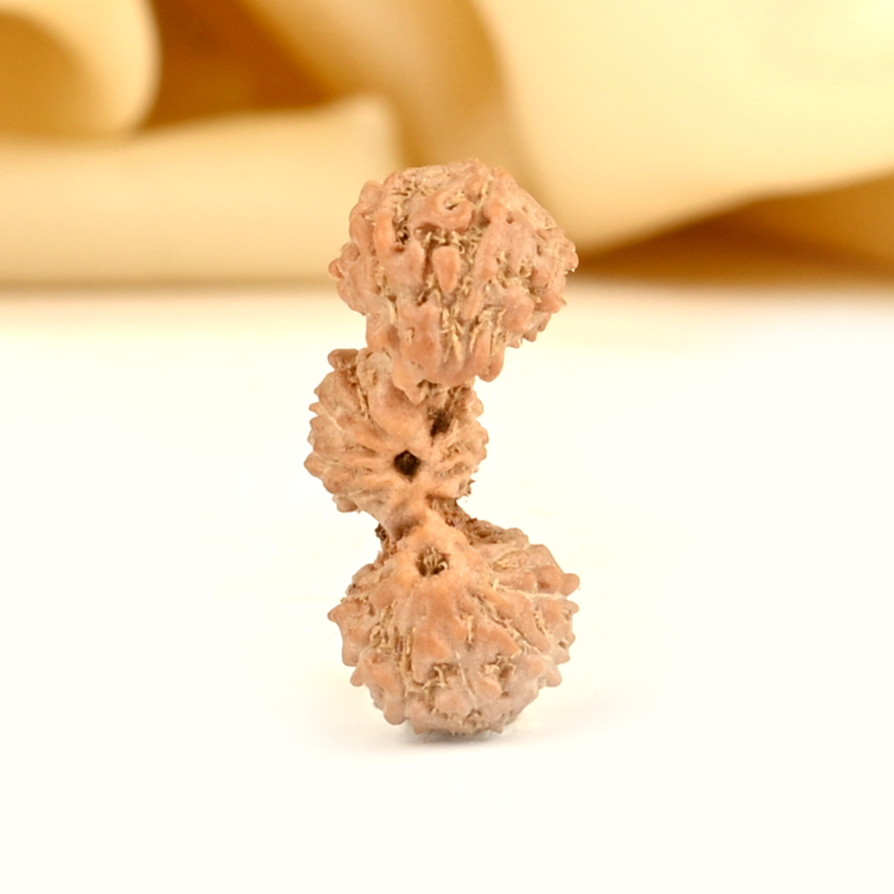 20 mukhi Javanese Trijuti Small - I