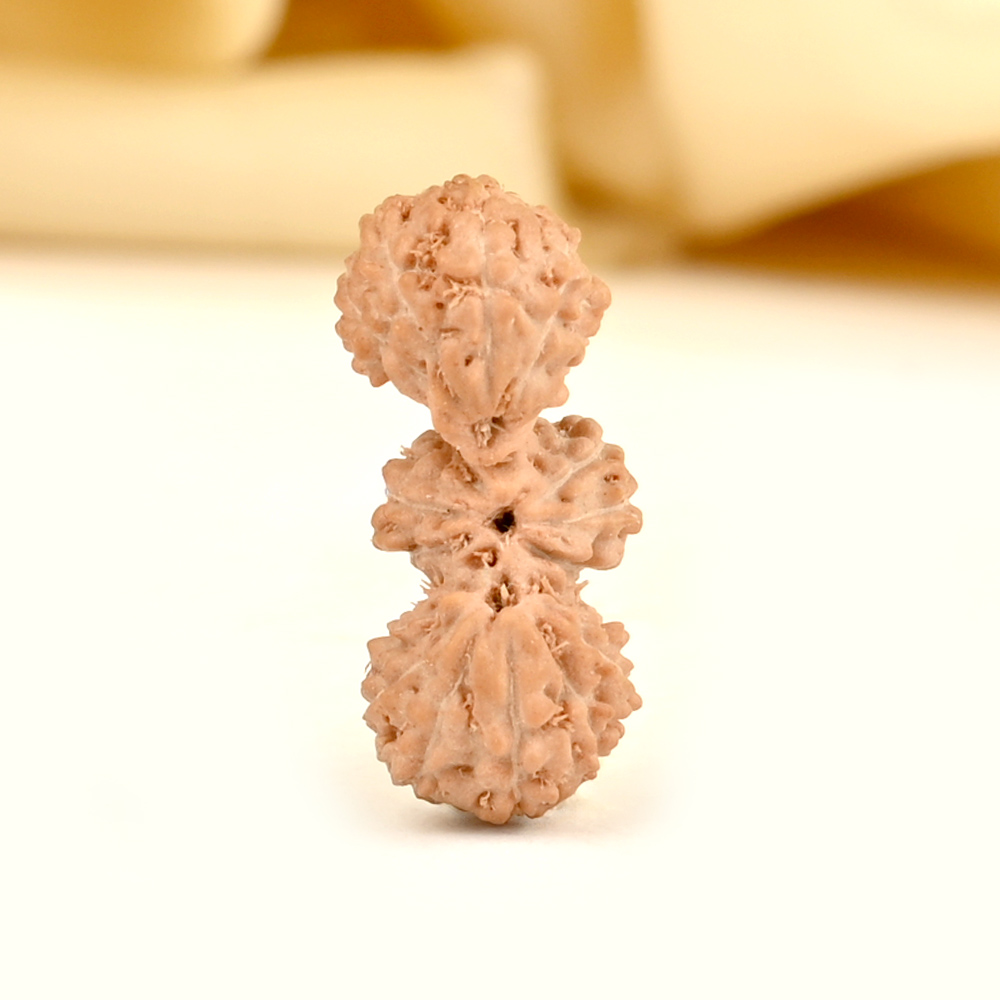 19 mukhi Javanese Trijuti Small - I