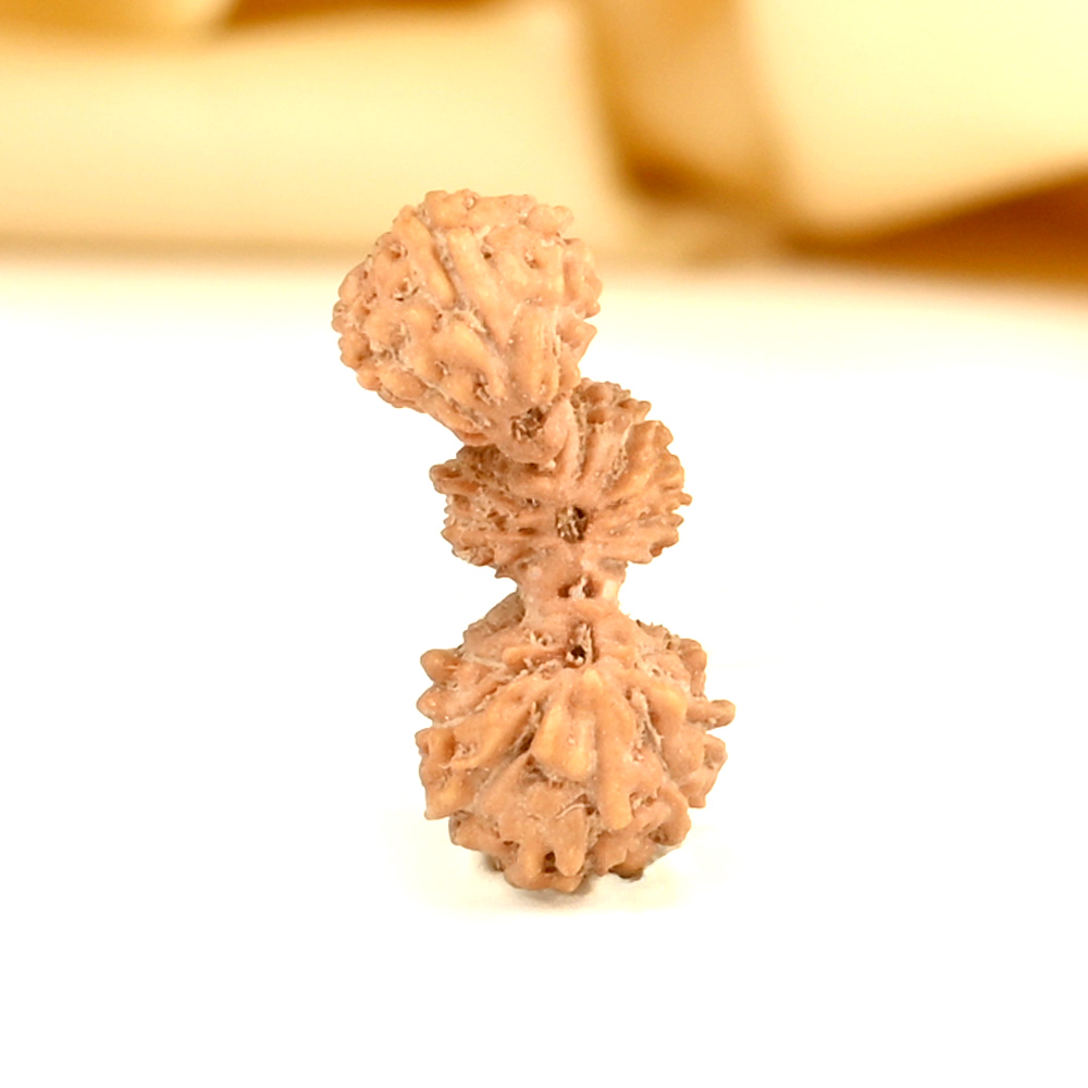 20 mukhi Javanese Trijuti Small - II