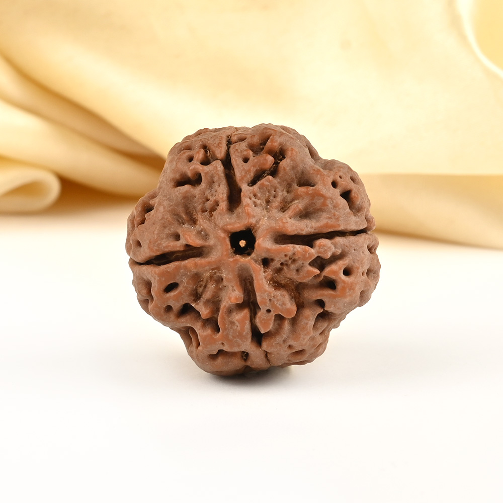 Super Collector 4 Mukhi from Nepal - CCXXXVI