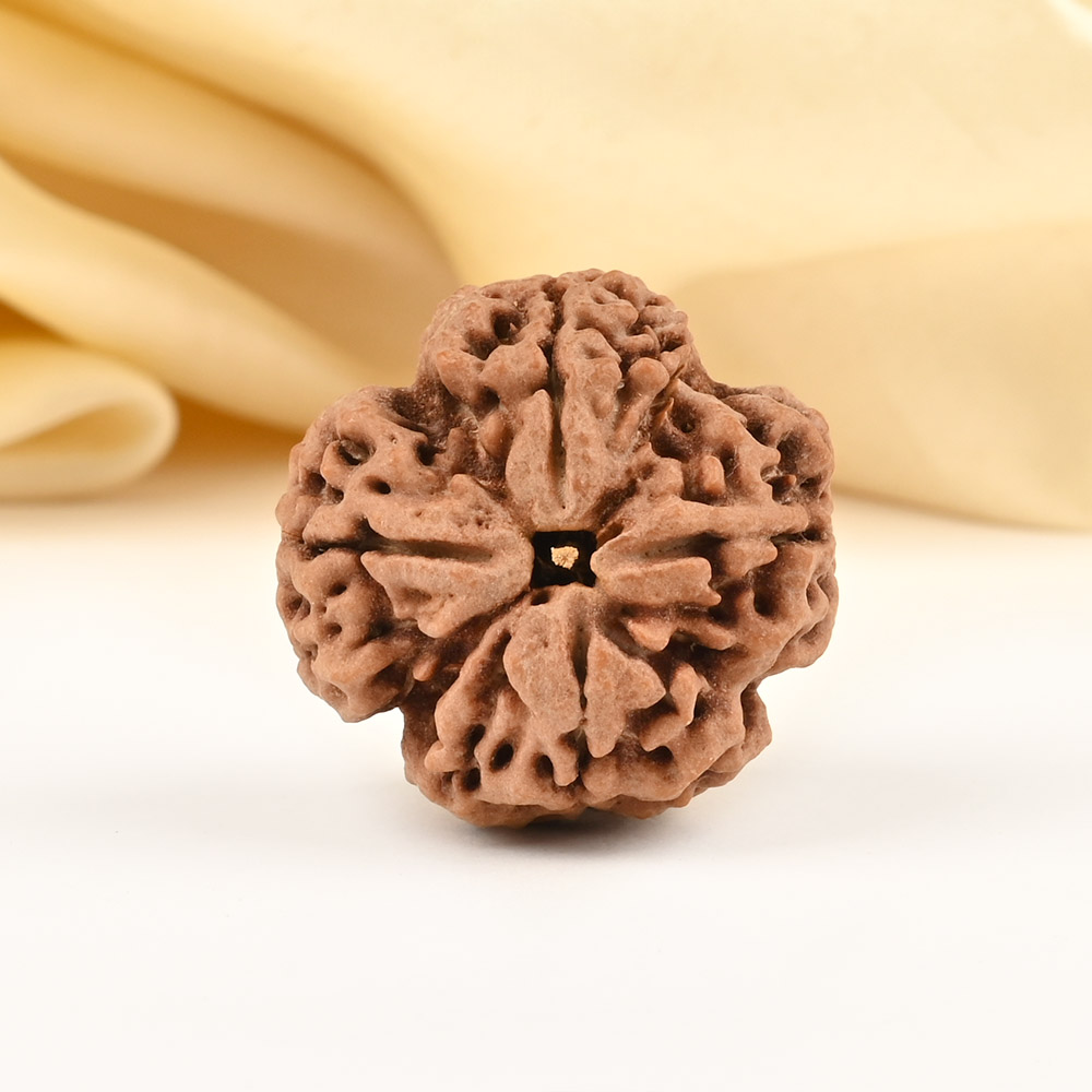 Super Collector 4 Mukhi from Nepal - CCXXXVIII
