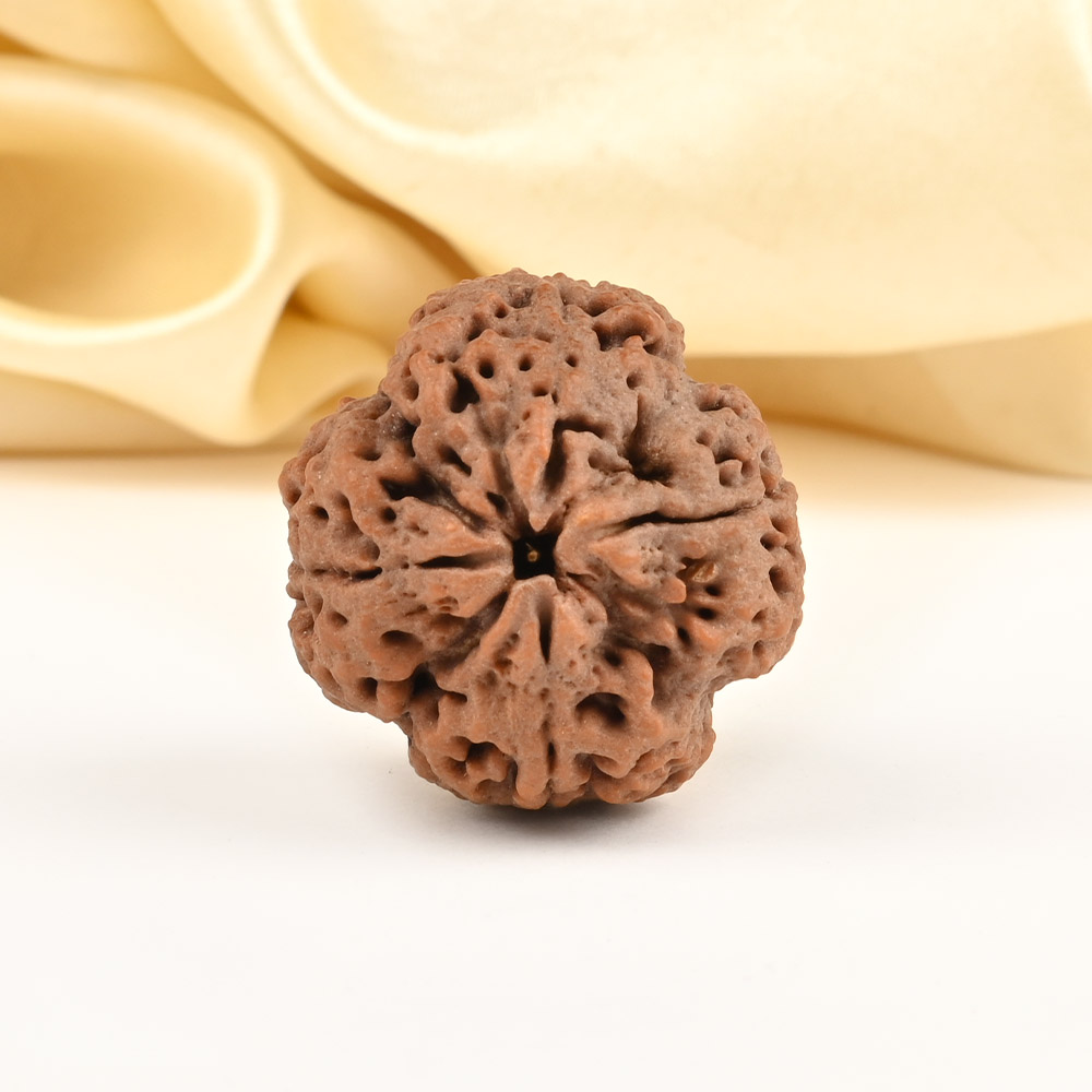 Super Collector 4 Mukhi from Nepal - CCXXXIX