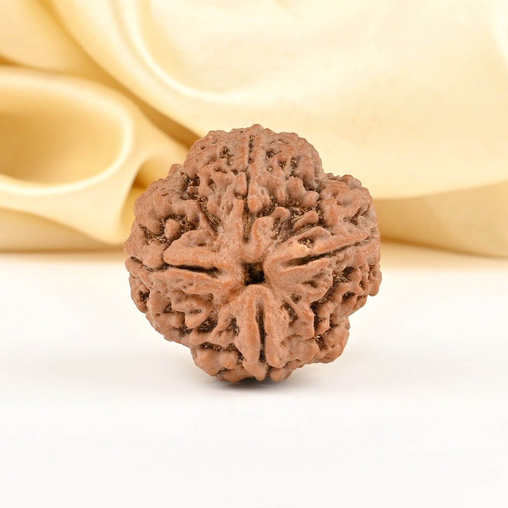 Super Collector 4 Mukhi from Nepal - CCXL