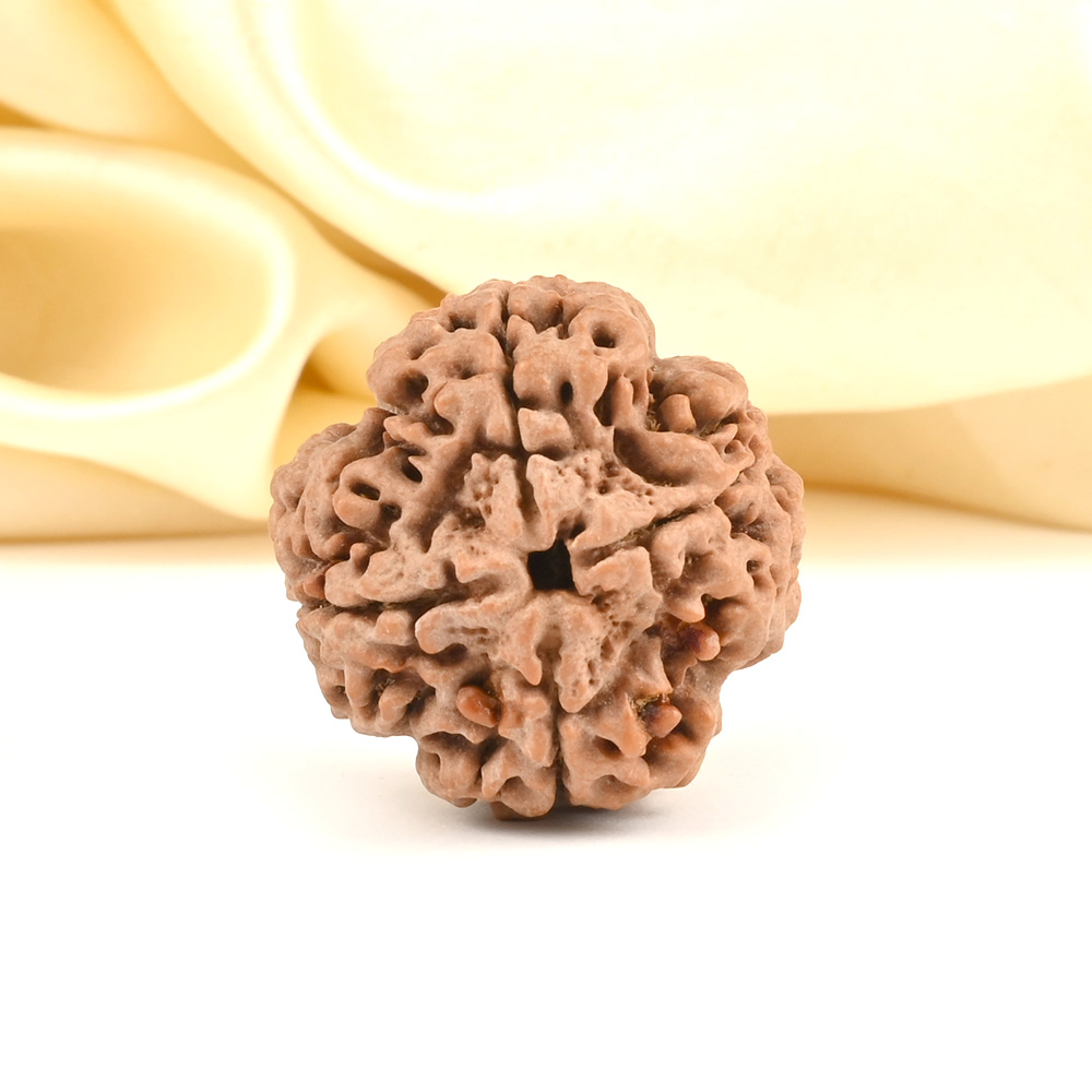 Super Collector 4 Mukhi from Nepal - CCXLI