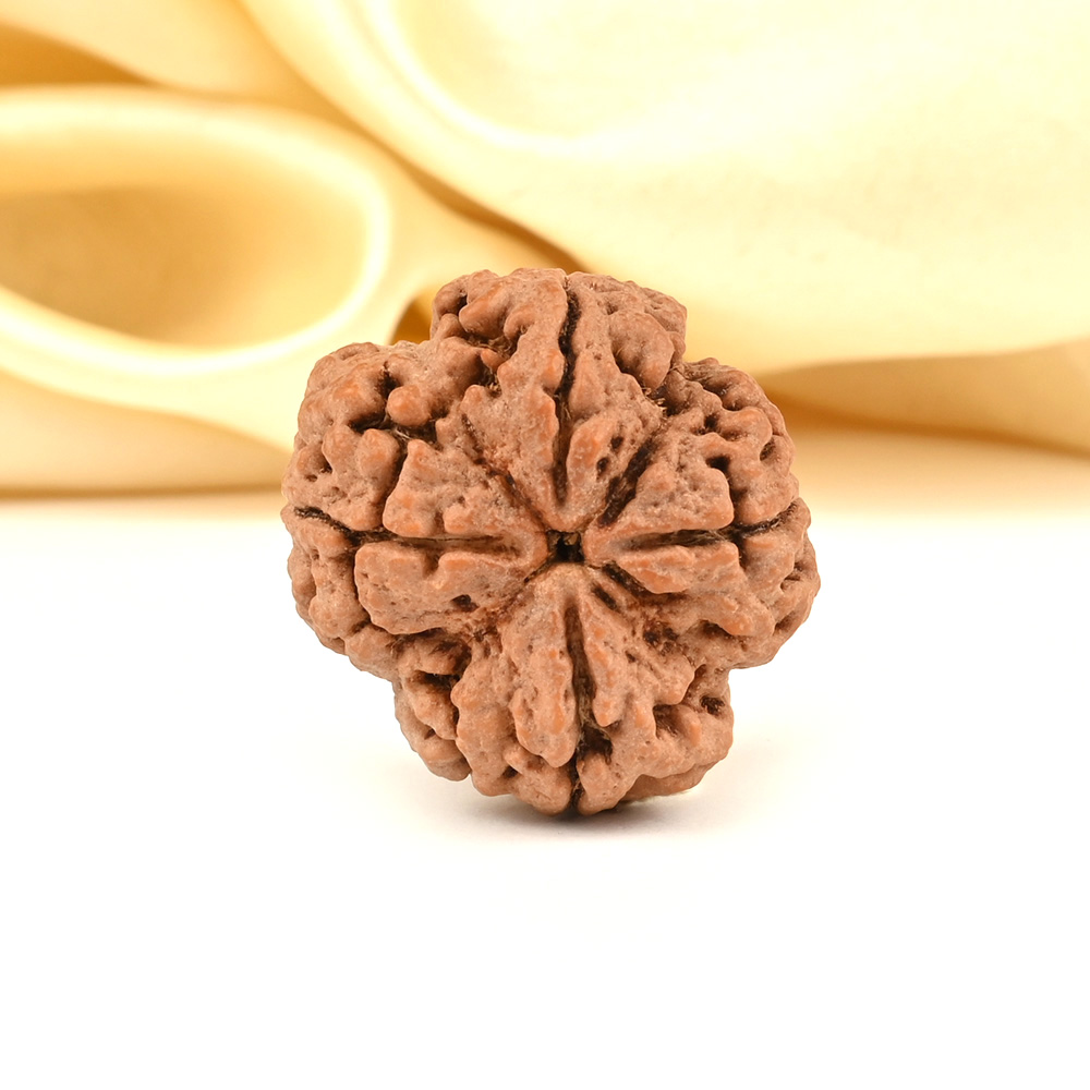 Super Collector 4 Mukhi from Nepal - CCXLII