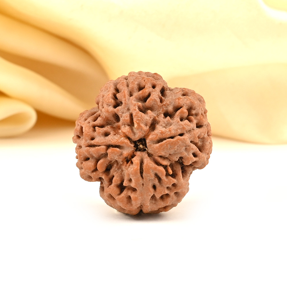 Super Collector 4 Mukhi from Nepal - CCXLIII