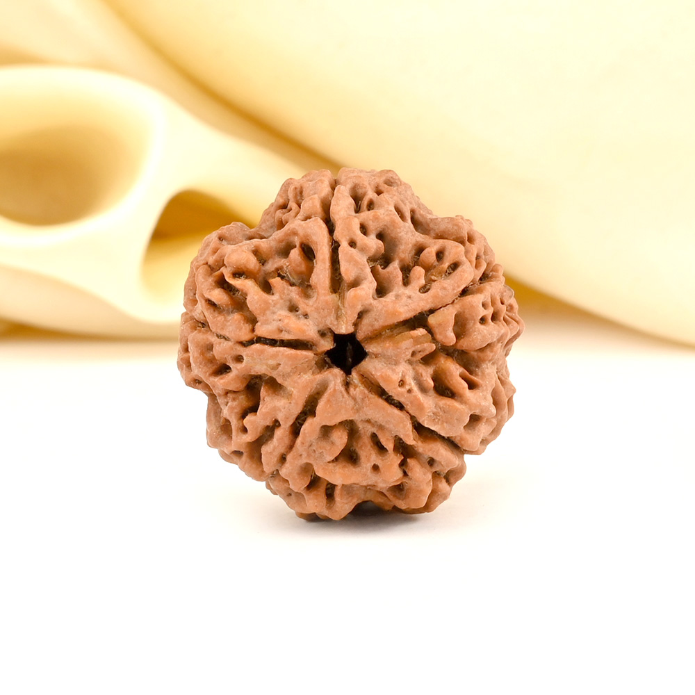 Super Collector 5 Mukhi from Nepal - DCLXXXIX