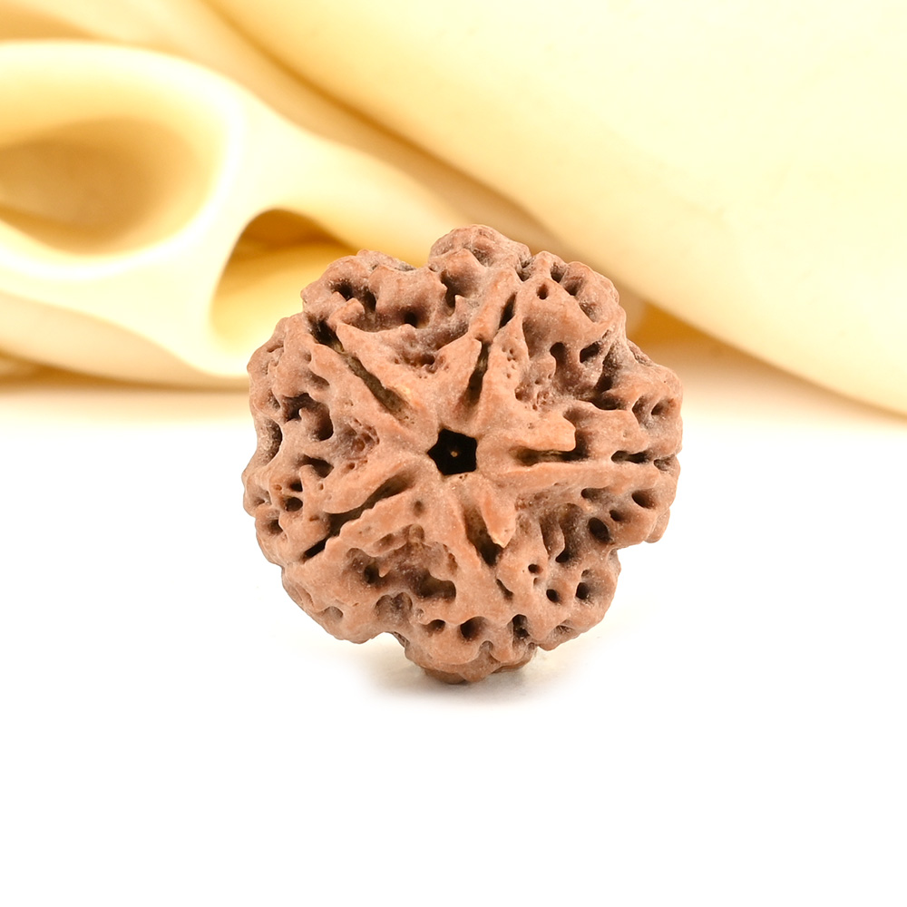 Super Collector 5 Mukhi from Nepal - DCXC