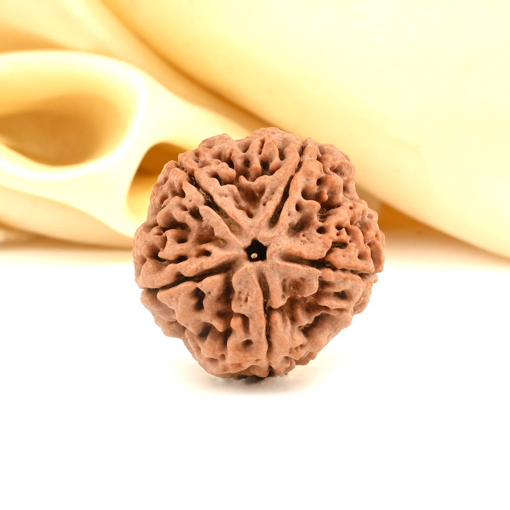 Super Collector 5 Mukhi from Nepal - DCXCI