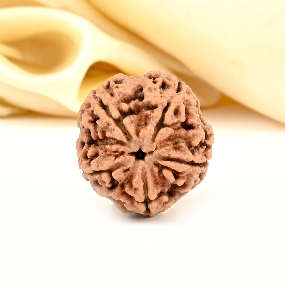 Super Collector 5 Mukhi from Nepal - DCXCII