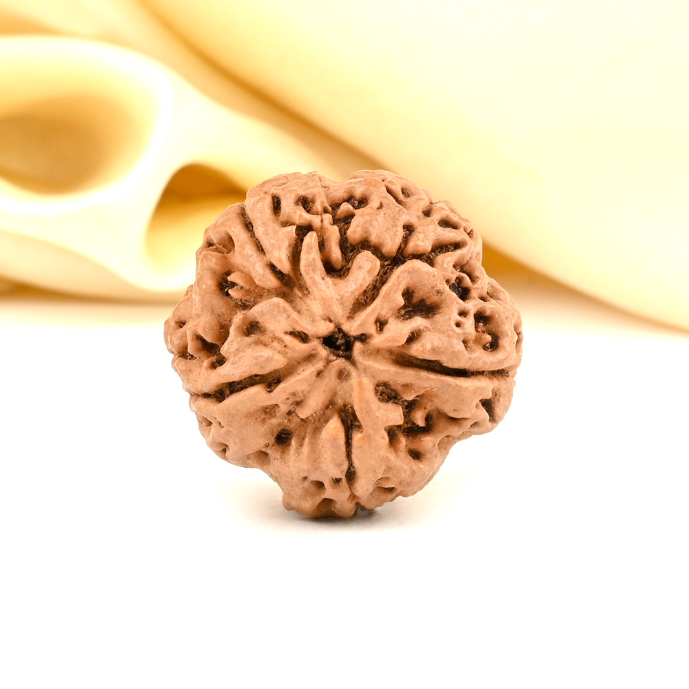 Super Collector 5 Mukhi from Nepal - DCXCIII