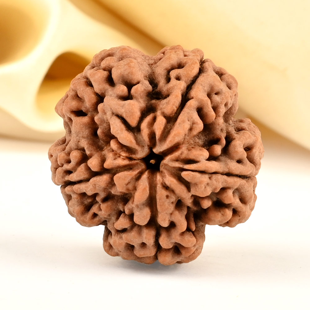 Super Collector 5 Mukhi from Nepal - DCCV