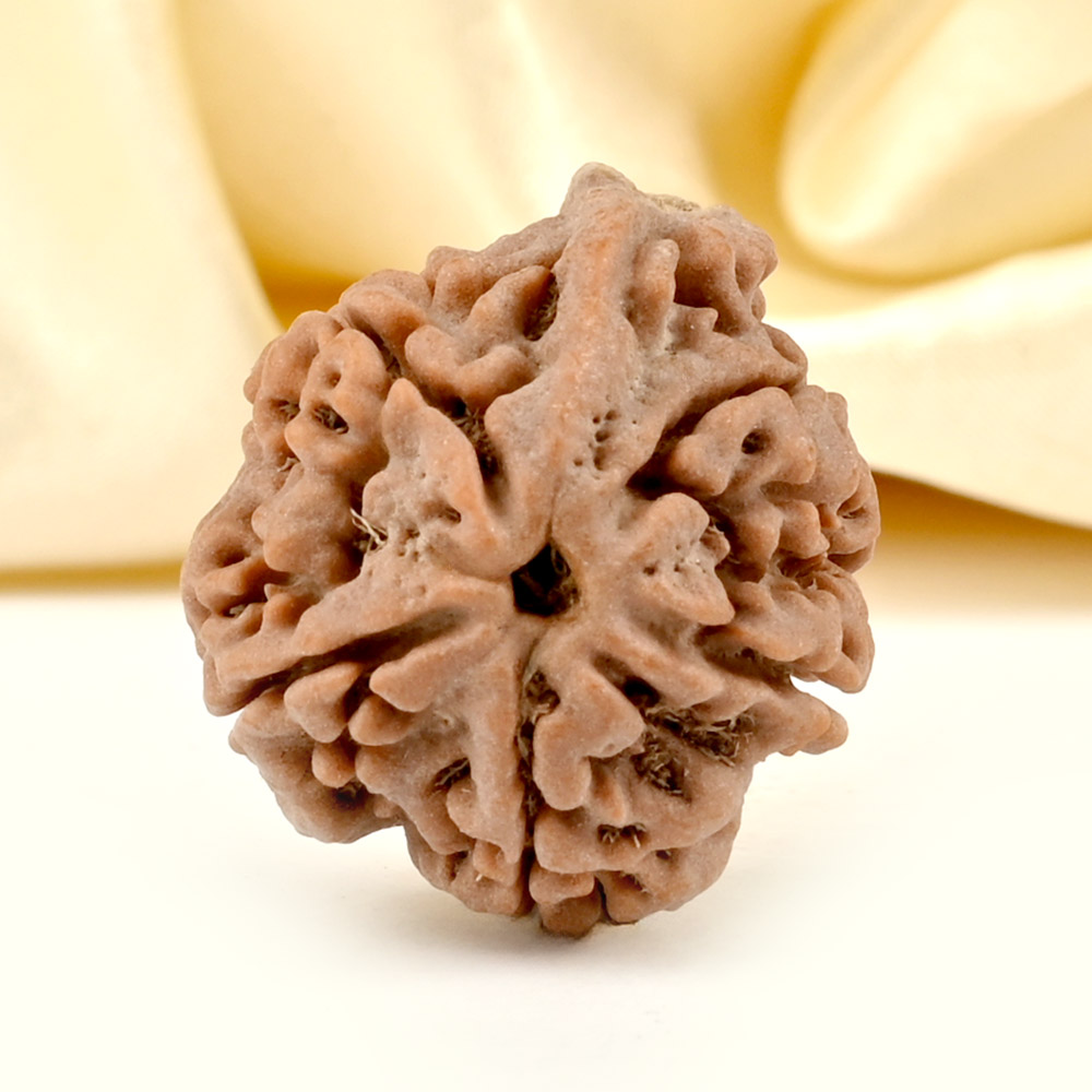 Ganesh Rudraksha 5 Mukhi from Nepal - LXX