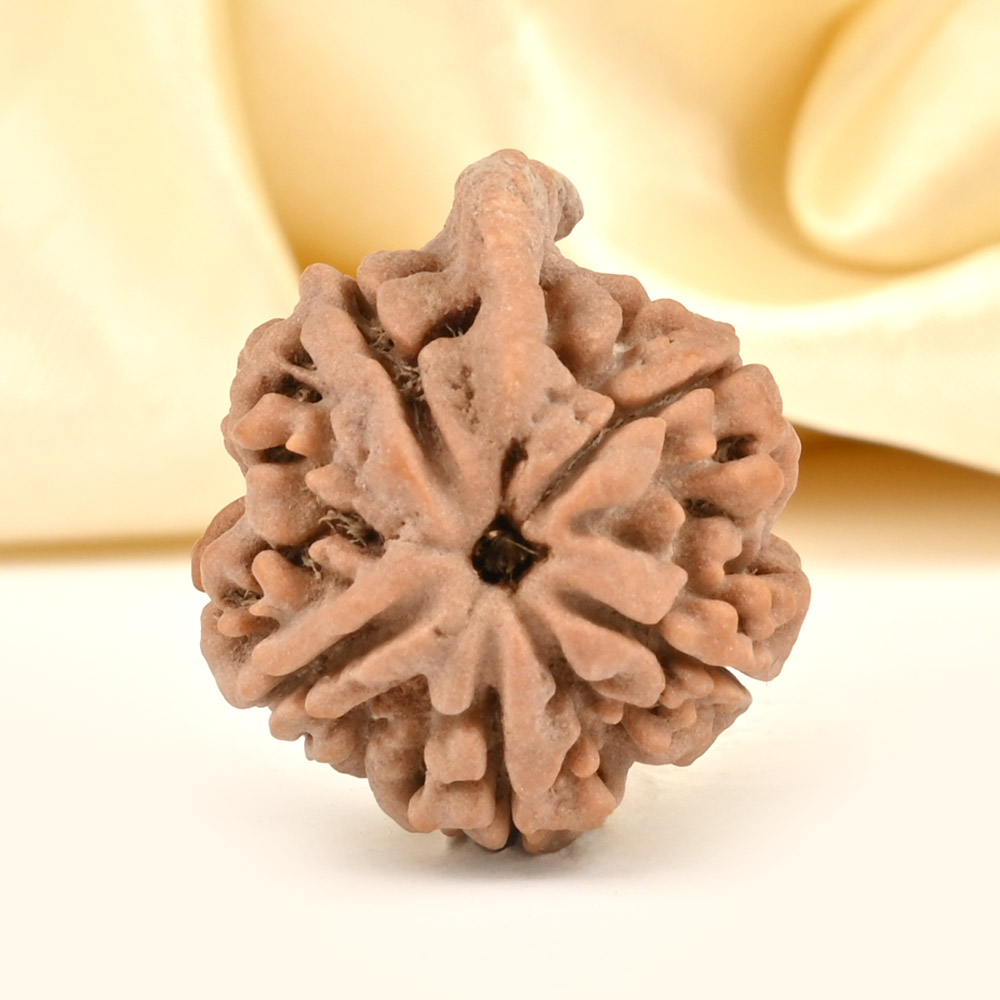 Ganesh Rudraksha 5 Mukhi from Nepal - LXXI
