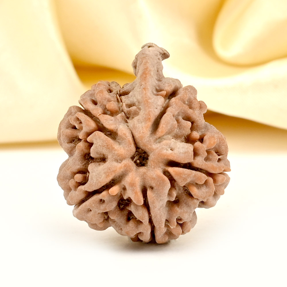 Ganesh Rudraksha 5 Mukhi from Nepal - LXXII