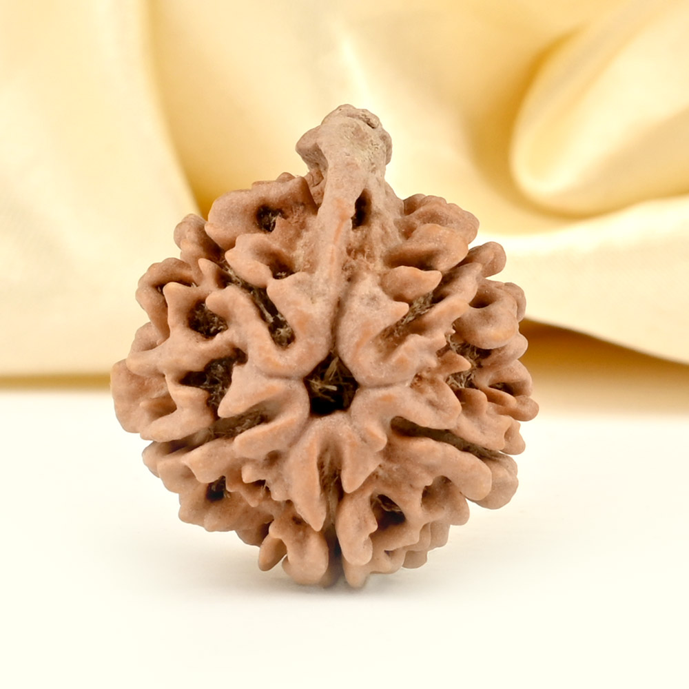 Ganesh Rudraksha 5 Mukhi from Nepal - LXXIII