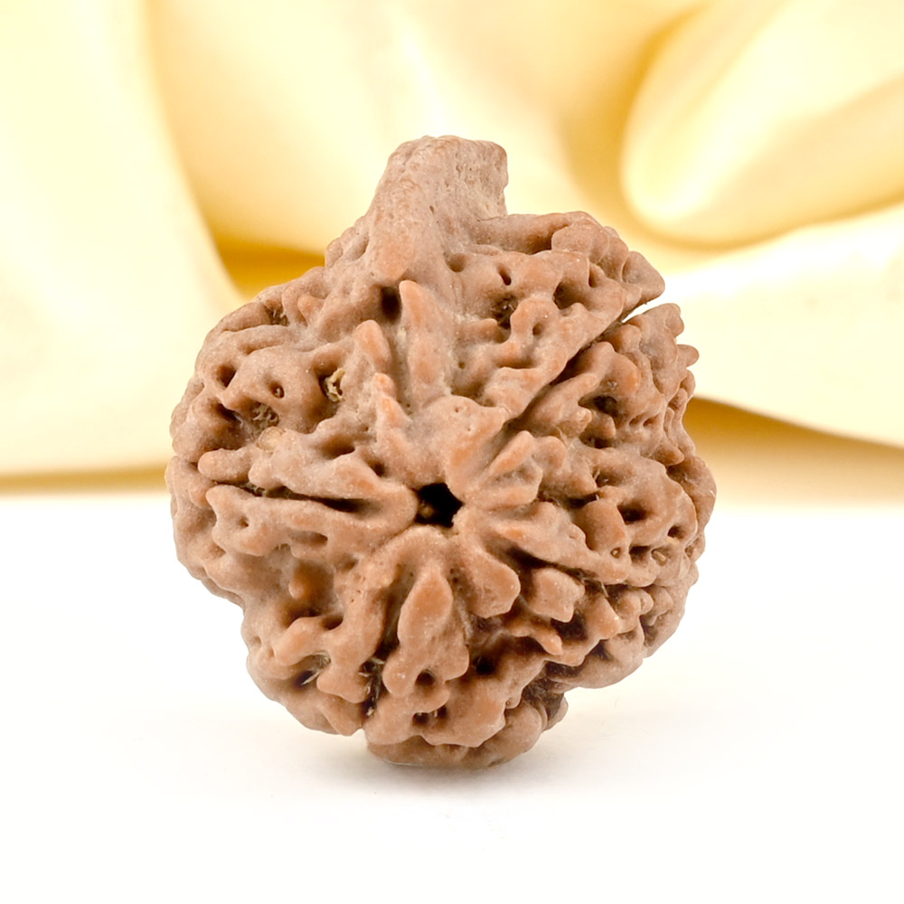 Ganesh Rudraksha 5 Mukhi from Nepal - LXXIV