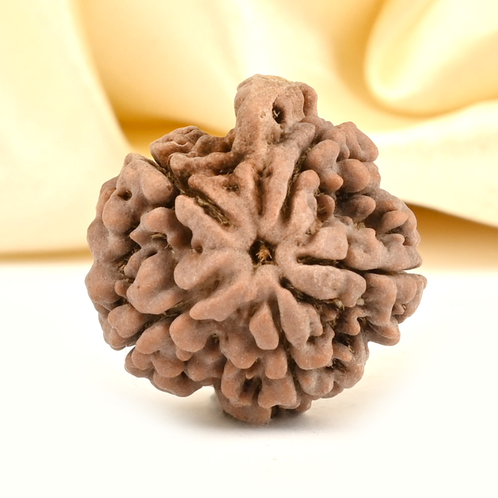 Ganesh Rudraksha 5 Mukhi from Nepal - LXXV