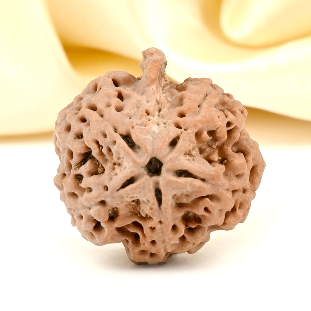 Ganesh Rudraksha 5 Mukhi from Nepal - LXXVI