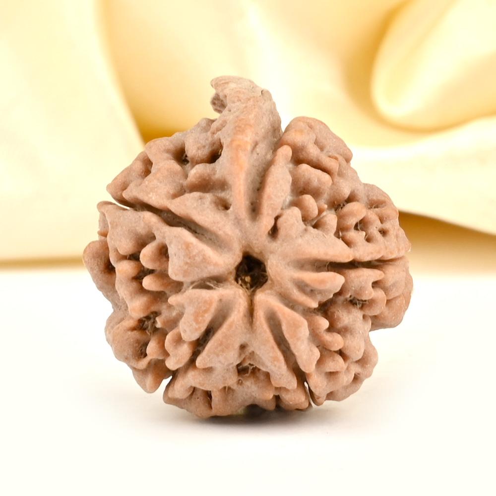 Ganesh Rudraksha 5 Mukhi from Nepal Large - I