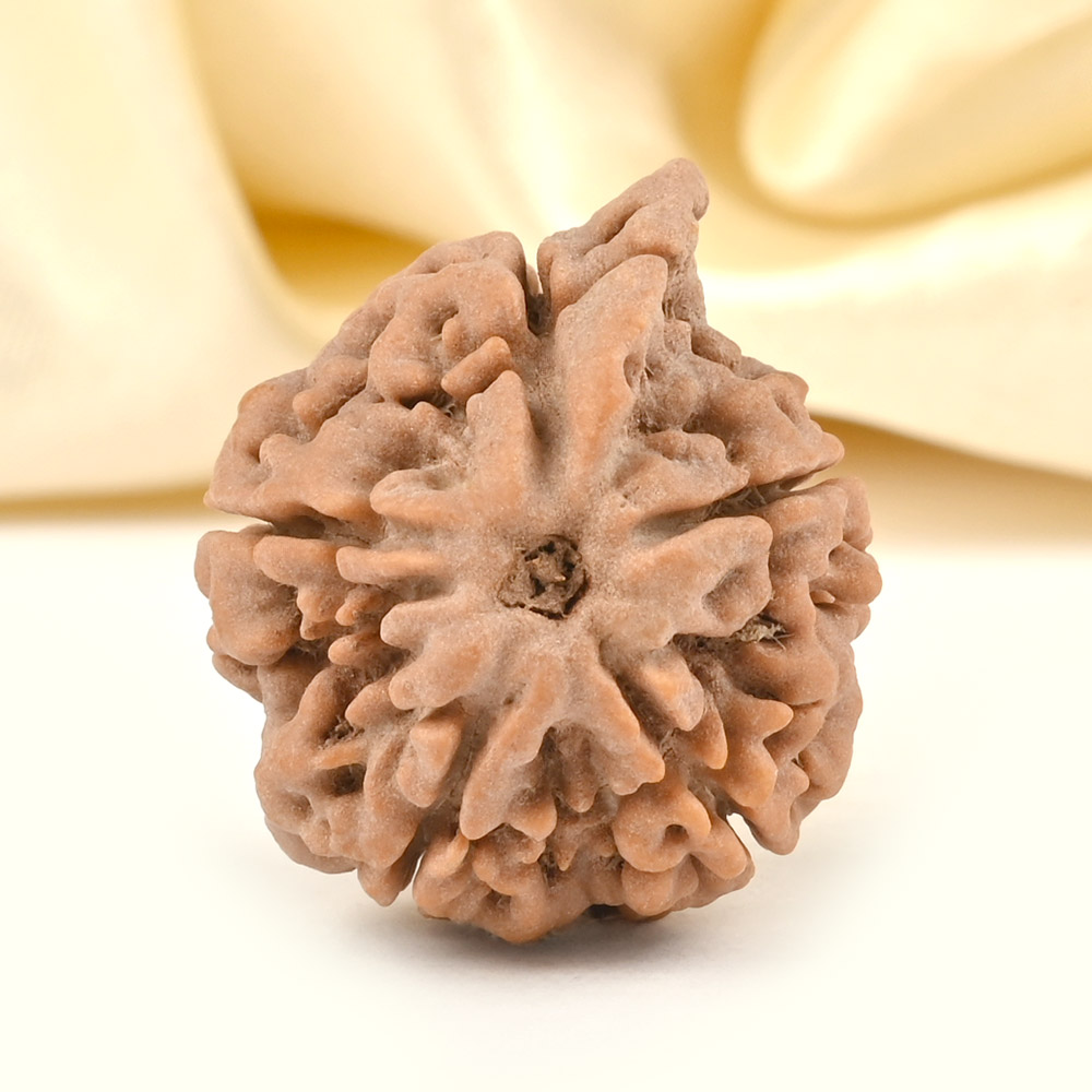 Ganesh Rudraksha 5 Mukhi from Nepal Large - II