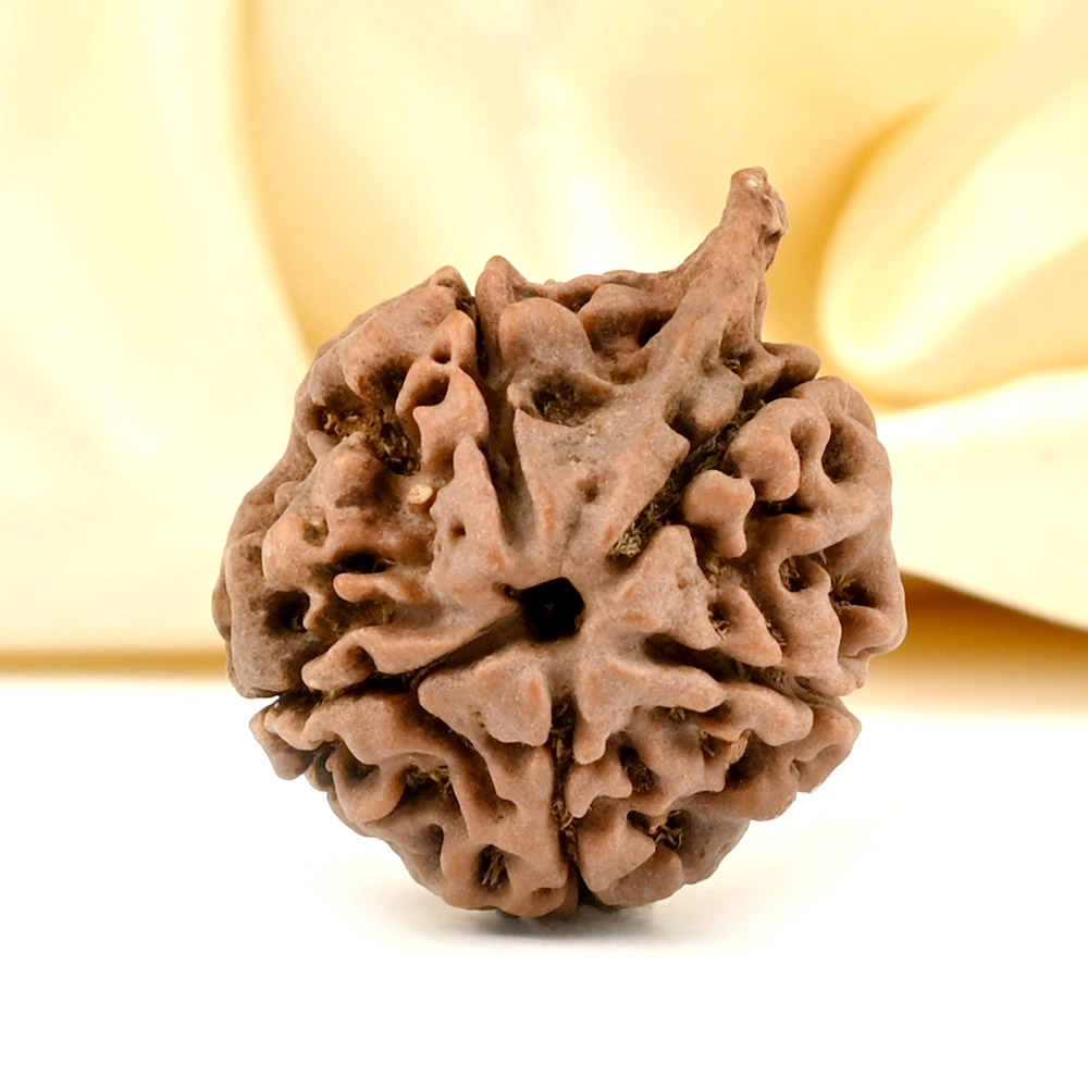 Ganesh Rudraksha 5 Mukhi from Nepal Large - III