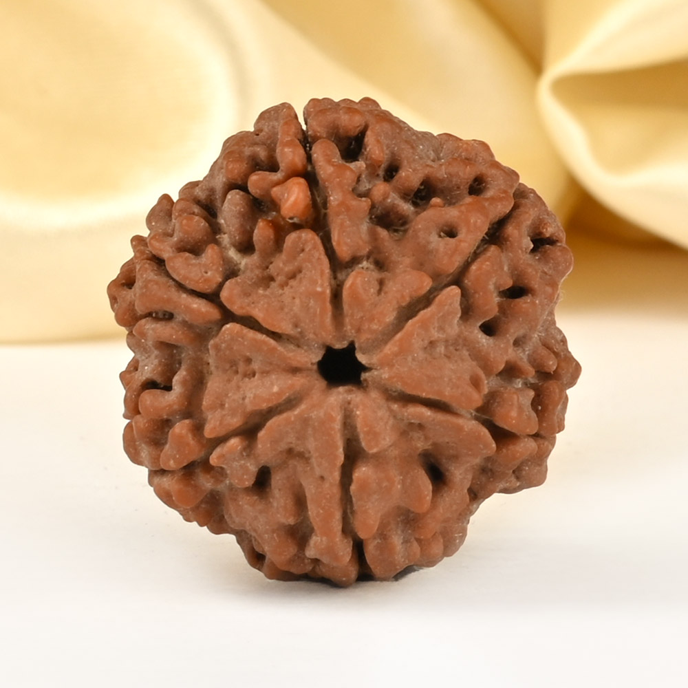 Super Collector 6 Mukhi from Nepal - CDLXIX