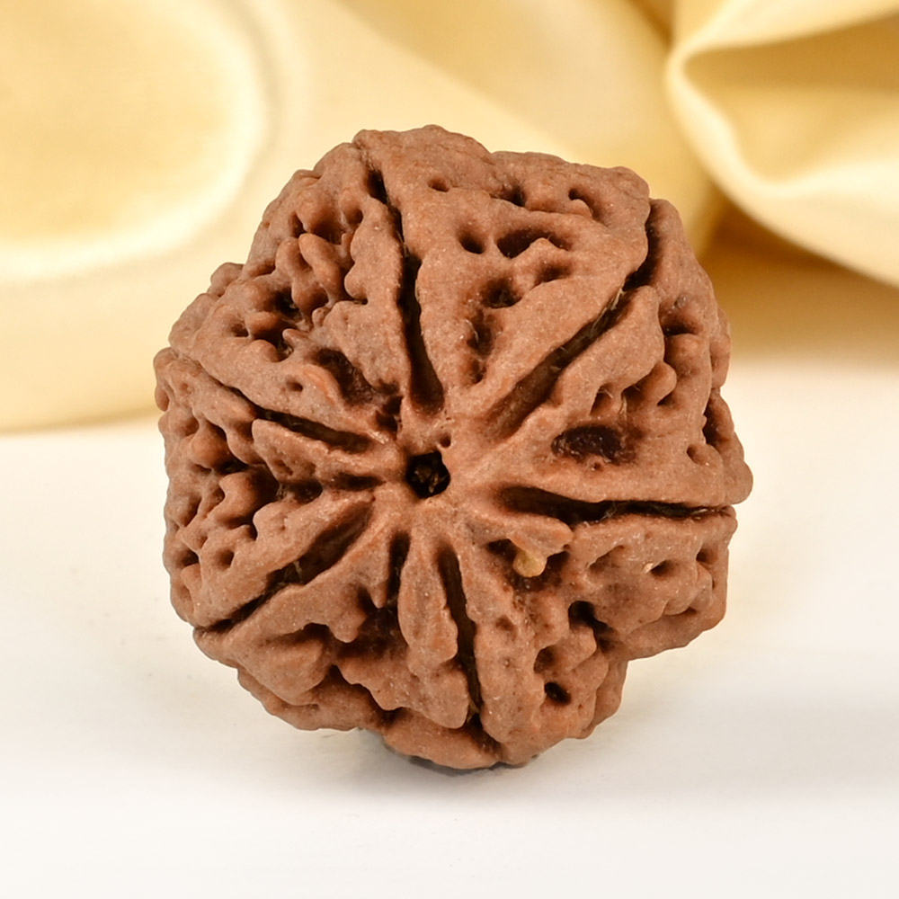 Super Collector 6 Mukhi from Nepal - CDLXX