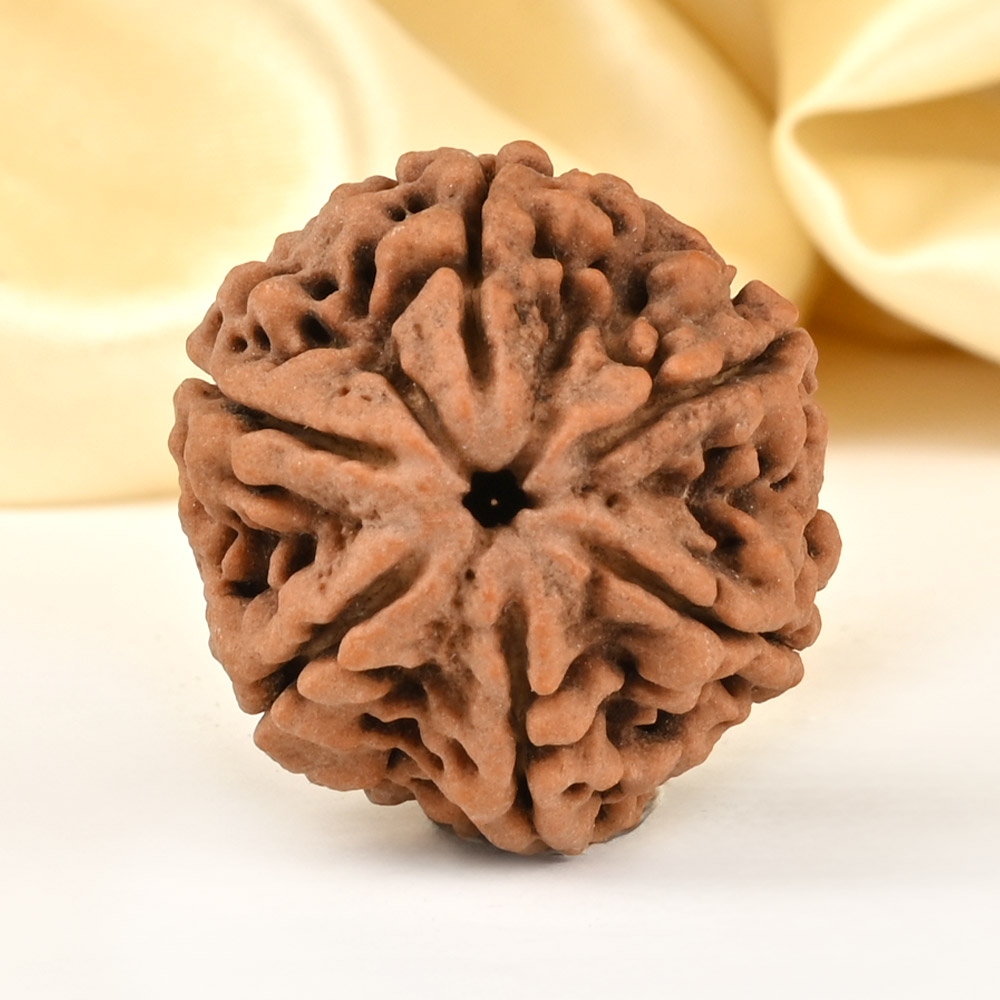 Super Collector 6 Mukhi from Nepal - CDLXXI
