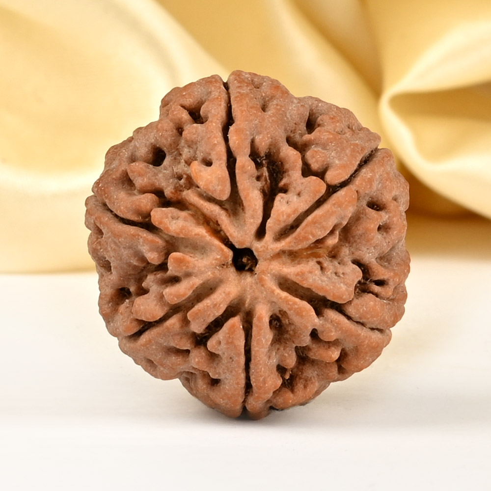 Super Collector 6 Mukhi from Nepal - CDLXXII